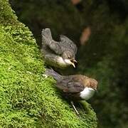 White-throated Dipper