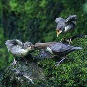 White-throated Dipper