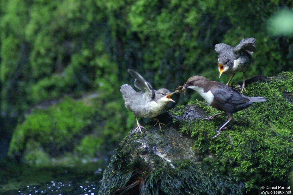 White-throated DipperFirst year, identification, feeding habits, Behaviour