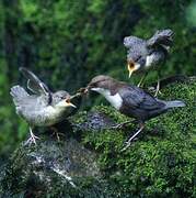 White-throated Dipper