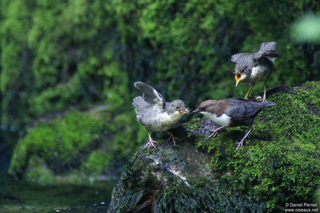 White-throated DipperFirst year, identification, Reproduction-nesting, Behaviour