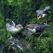 White-throated Dipper