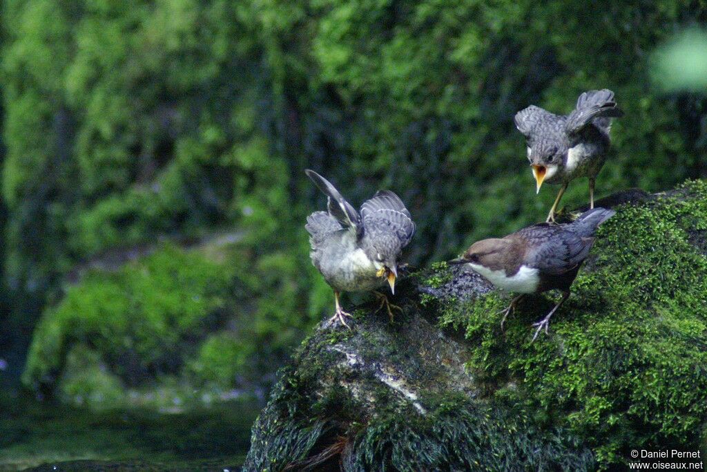 White-throated DipperFirst year, identification, feeding habits, Behaviour