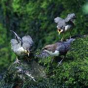 White-throated Dipper