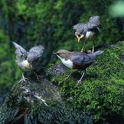 White-throated Dipper