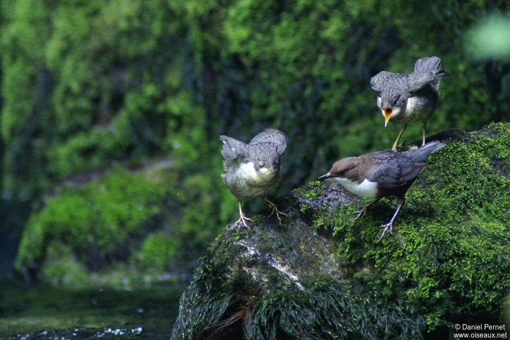 White-throated DipperFirst year, identification, Behaviour