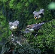 White-throated Dipper