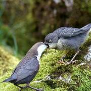 White-throated Dipper