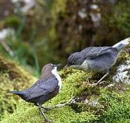 White-throated Dipper