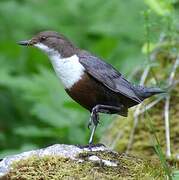 White-throated Dipper