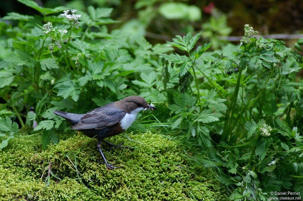 White-throated Dipperadult, identification