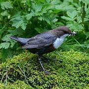 White-throated Dipper