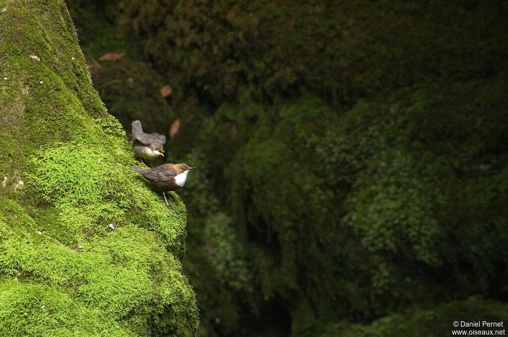 White-throated Dipper, Behaviour