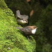 White-throated Dipper