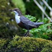 White-throated Dipper