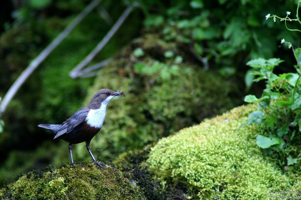 White-throated Dipperadult, identification, feeding habits