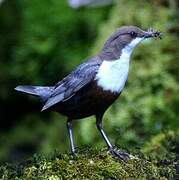 White-throated Dipper