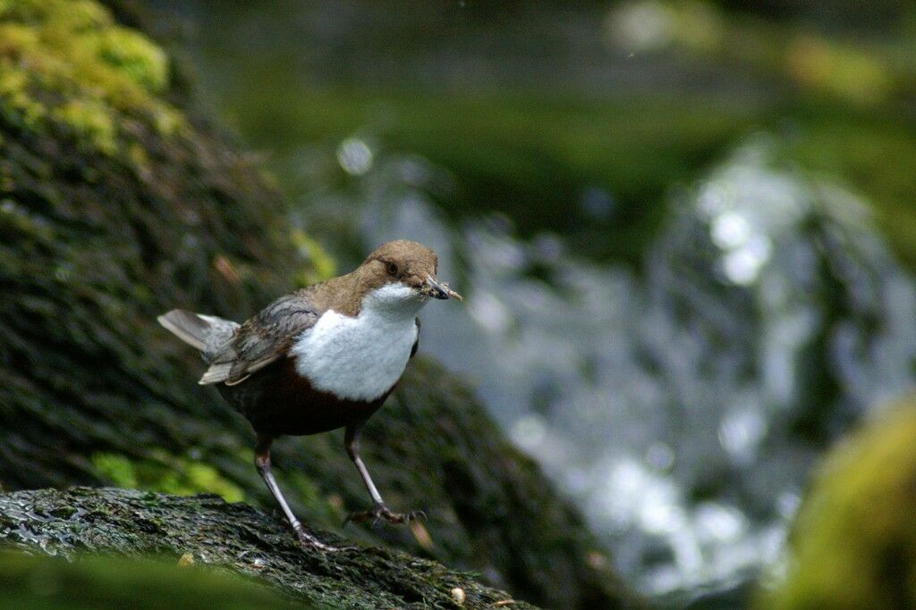 White-throated Dipperadult, identification, feeding habits