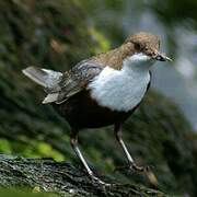 White-throated Dipper