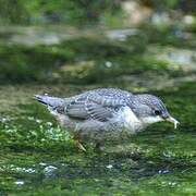 White-throated Dipper