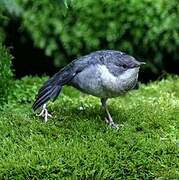 White-throated Dipper