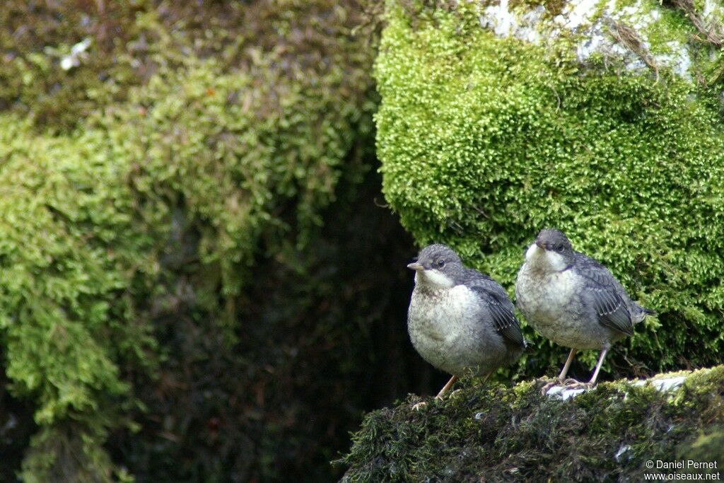 White-throated DipperFirst year, identification