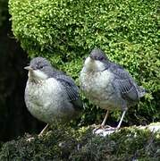 White-throated Dipper