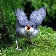 White-throated Dipper