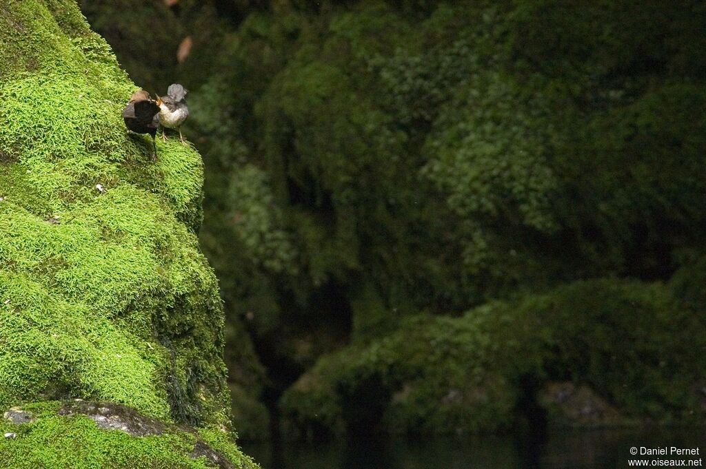 White-throated Dipper, Behaviour