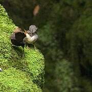 White-throated Dipper