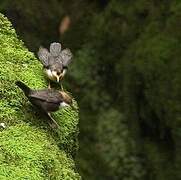 White-throated Dipper