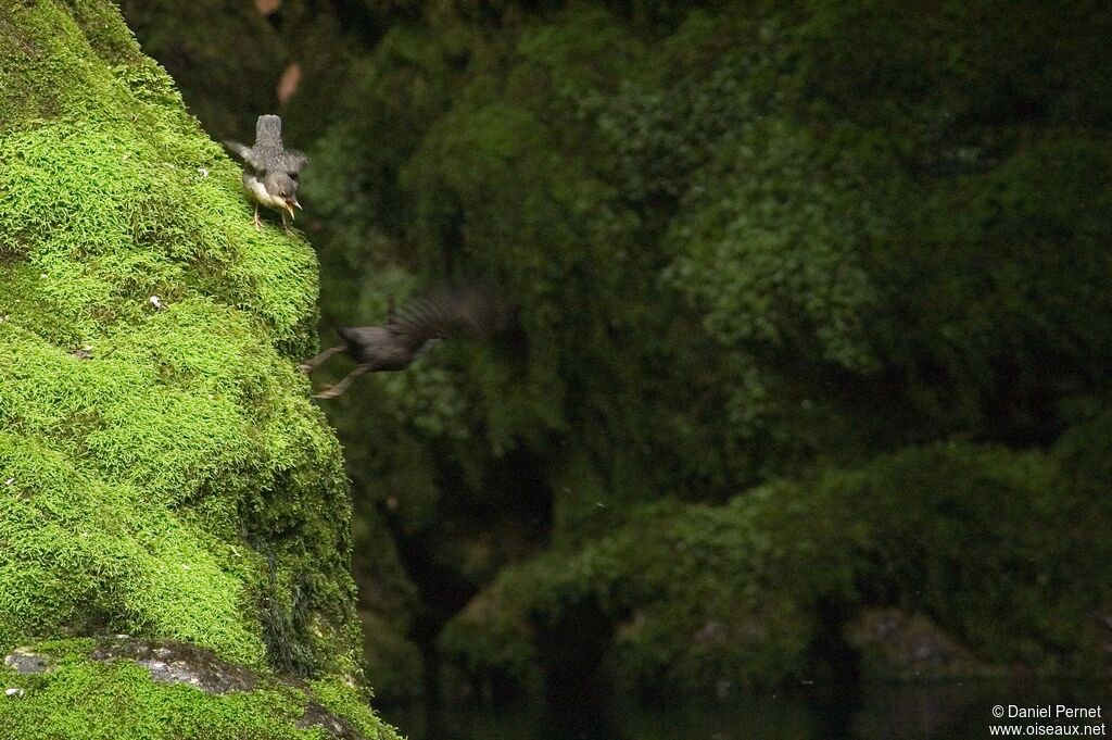 White-throated Dipper, Behaviour