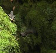 White-throated Dipper