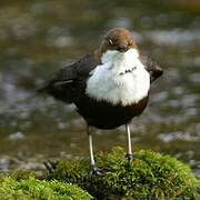 White-throated Dipper