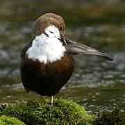 White-throated Dipper