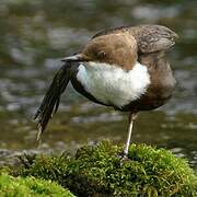 White-throated Dipper