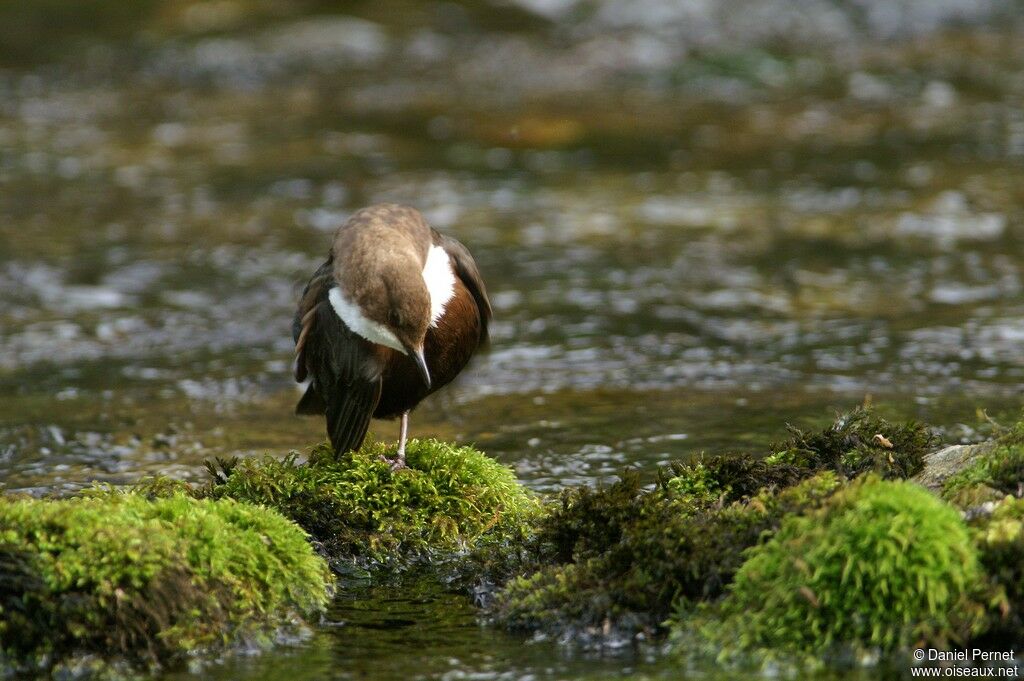 White-throated Dipperadult, Behaviour