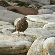 Blackish Cinclodes