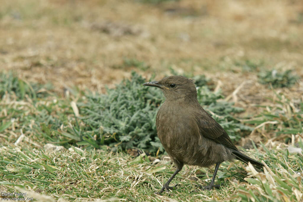 Blackish Cinclodesadult, identification