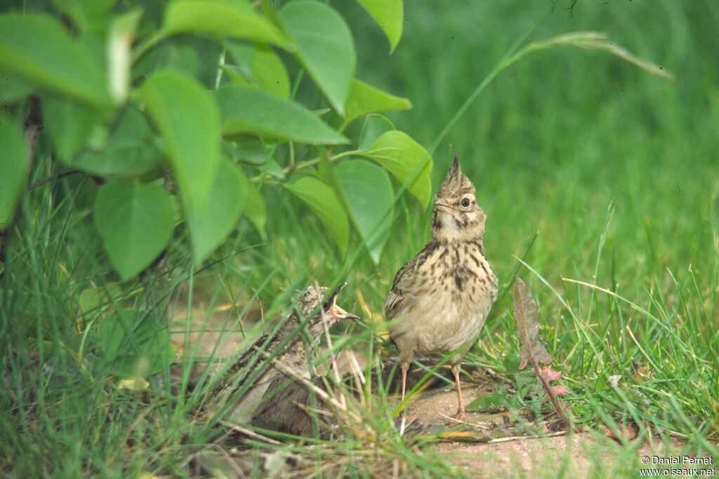 Crested Larkadult, Reproduction-nesting, Behaviour