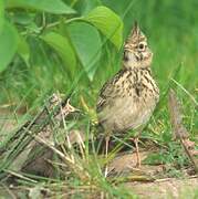 Crested Lark