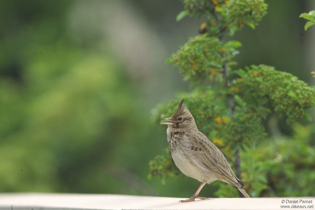 Crested Larkadult, Reproduction-nesting, song