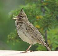 Crested Lark