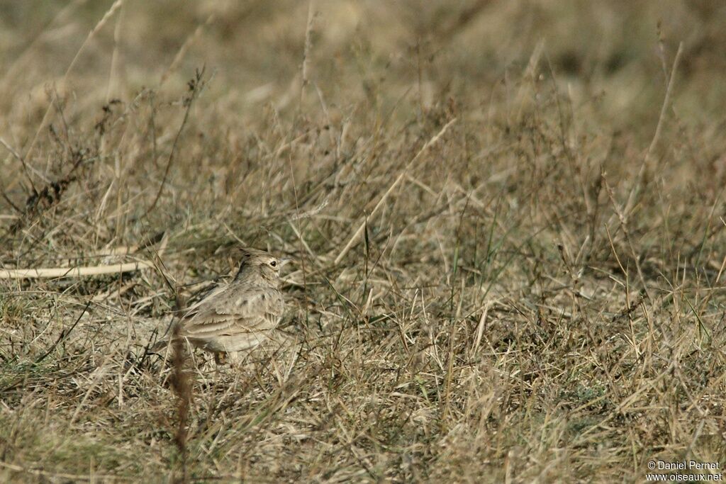 Crested Lark, identification, Behaviour