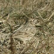 Crested Lark