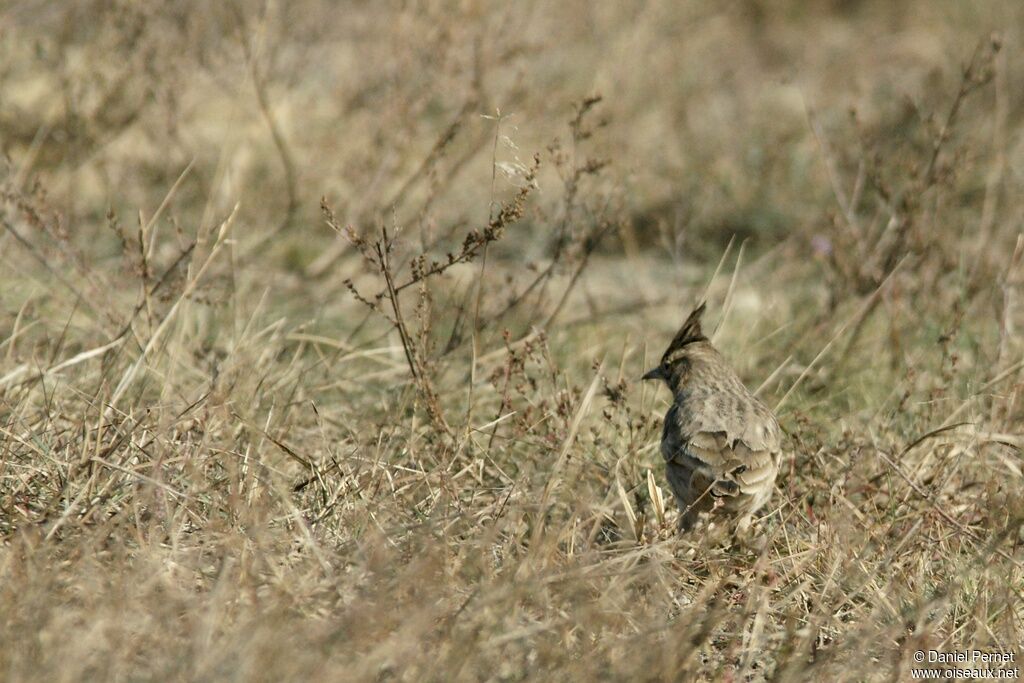 Crested Lark, identification, Behaviour