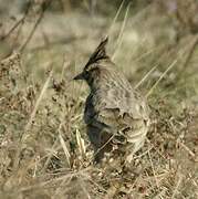 Crested Lark