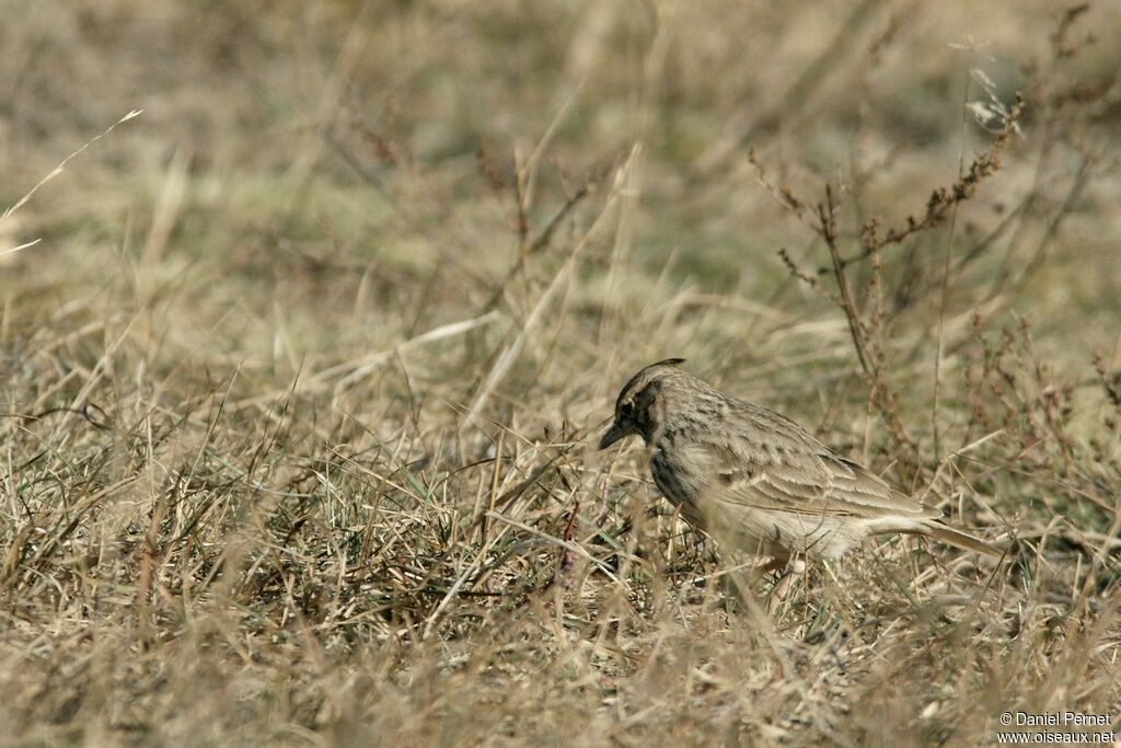 Crested Lark, identification, Behaviour