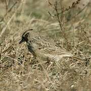 Crested Lark