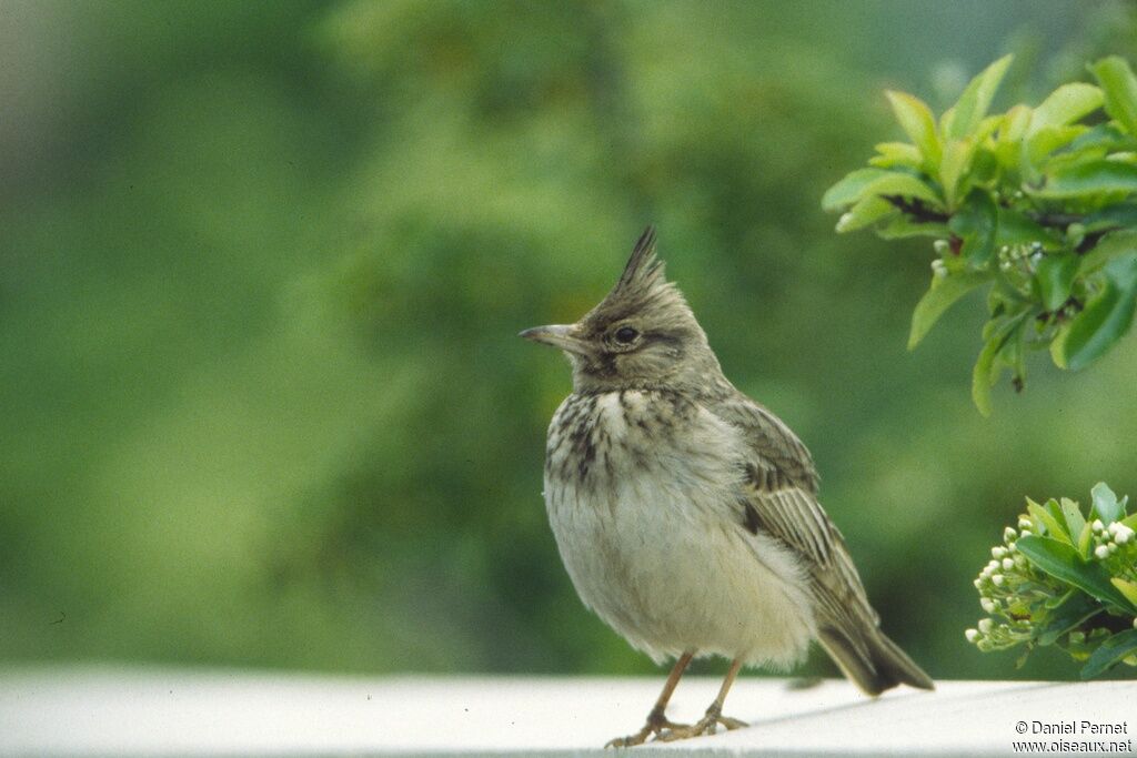 Cochevis huppéadulte, identification, Nidification